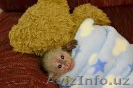 милый   капуцин   обезьяны дети - Изображение #1, Объявление #1183883